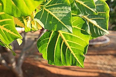 网友称已经拿到Switch 2真机 或将在2025年2月公布